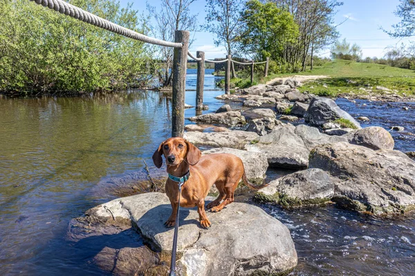 Oude Maas nehri üzerindeki Brug Molenplas 'ın basamaklarında duran kahverengi saçlı, kısa saçlı dachshund, kamera, arka planda ağaçlar, Stevensweert, Güney Limburg, Hollanda' da güneşli bir gün.