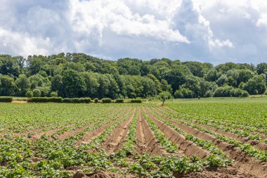 Hollanda patates tarlasının manzarası, büyüyen bitkiler, bulanık arka planda yemyeşil ağaçlar, Güney Limburg, Hollanda 'da bulutlu güneşli bir bahar günü