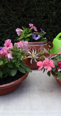 Close-up of Mexican clay pots used as flower pots, multi-colored flower plants watered with a green plastic watering can, work table in a greenhouse with a white surface. Gardening Flowers Concept