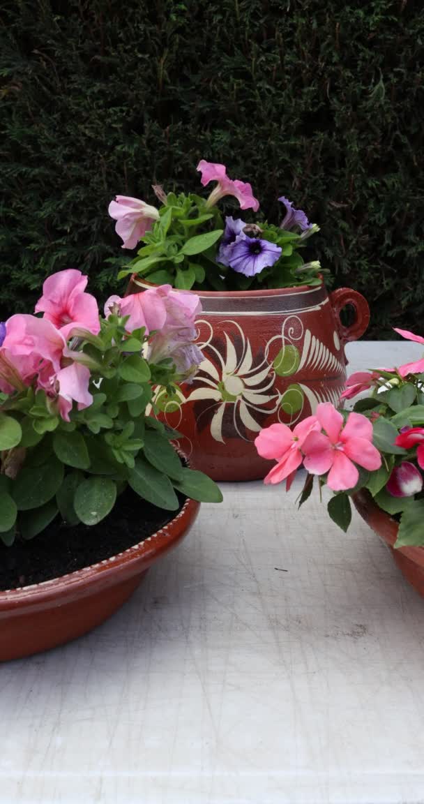 Close Multi Colored Flower Plants Watered Green Plastic Watering Can — Stockvideo