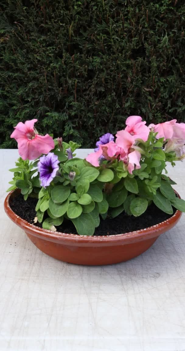 Petunia Plants Pink Purple Flowers Mexican Clay Pot Used Flower — Stockvideo