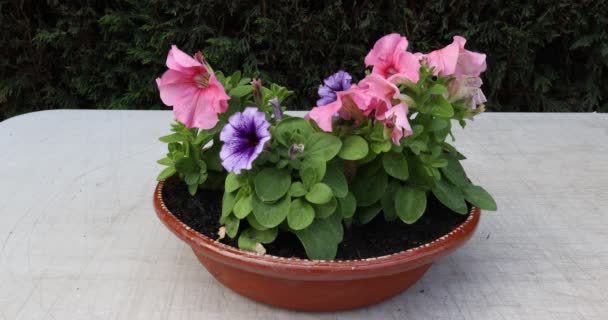 Petunias Plants Multicolored Pink Purple Flowers Moving Wind Work Table — Vídeos de Stock