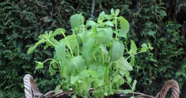 Bir nane bitkisinin yemyeşil çalılığına dökülen taze su yaprakların üzerine dökülen hasır çiçek saksısı. Sulama kavramı