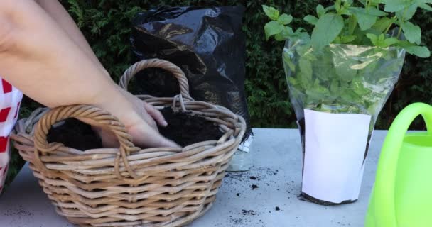 Mãos Femininas Adultas Distribuindo Solo Fresco Vaso Flores Vime Colocando — Vídeo de Stock