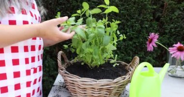 Bahçe tezgahında kadın elleri taze nakledilmiş nane bitkisinin kuru yapraklarını yeşil çalıların, plastik sulama kutusunun arka planına değdirerek hasır bir saksıya kaldırıyor. Ev bahçesi konsepti