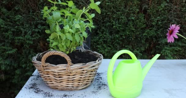 Adult Female Hands Stirring Soil Wicker Flower Pot Transplanted Mint — Stockvideo