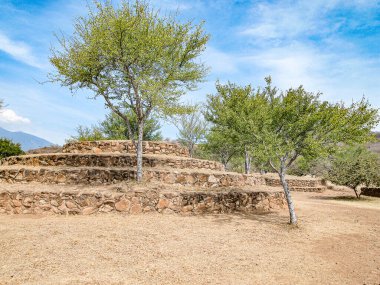 Mavi gökyüzüne karşı küçük dairesel bir piramidin basamağında büyüyen ağaç, İspanyol arkeolojik Guachimontones bölgesi, konik yapılar, kurak topraklarda güneşli bir gün, TeuchitIn Jalisco Mexico