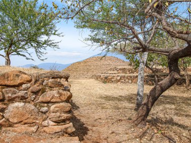 Guachimontones İspanyol arkeolojik bölgesi mavi gökyüzüne karşı, düzensiz gövdeli ağaç, taş duvarlar, dairesel piramit, basamaklı konik yapı, kurak arazi, Teuchitlan Jalisco Mexico 'da güneşli gün