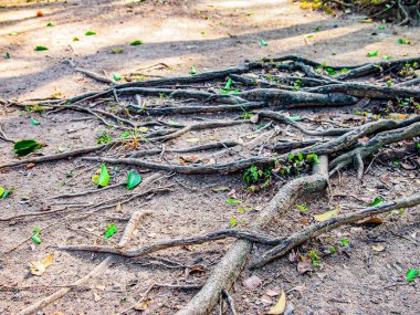 Meksika 'da güneşli bir günde kurak ve kuru bir arazide ağaçtan dökülen yeşil yapraklı dev kökler.