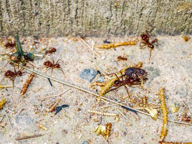 Ölü böcekleri taşıyan ve kaldırım boyunca gri ve beyaz granit dokuları olan bitkiler toplayan bir grup kırmızı karınca birlikte çalışıyor. Takım çalışması konsepti