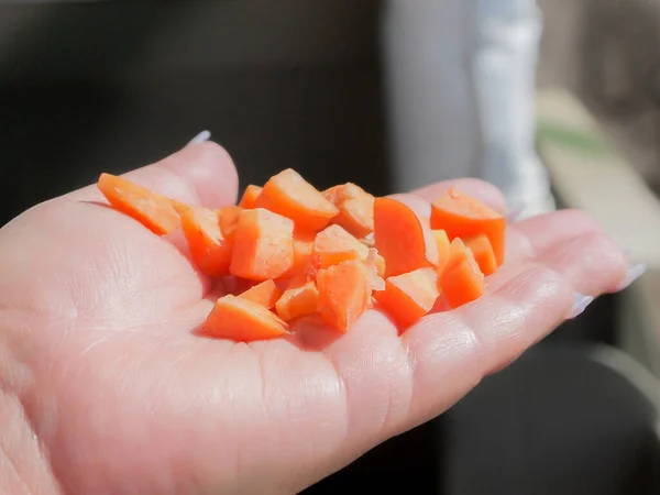 Close-up of a female hand outstretched with small pieces of orange carrot to feed an animal against a dark blurred background, long nails, sunny day on a farm