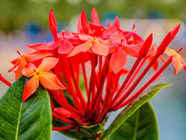 Close Small Red Flowers Cluster Jungle Geranium Blurred Background Contrasting — ストック写真