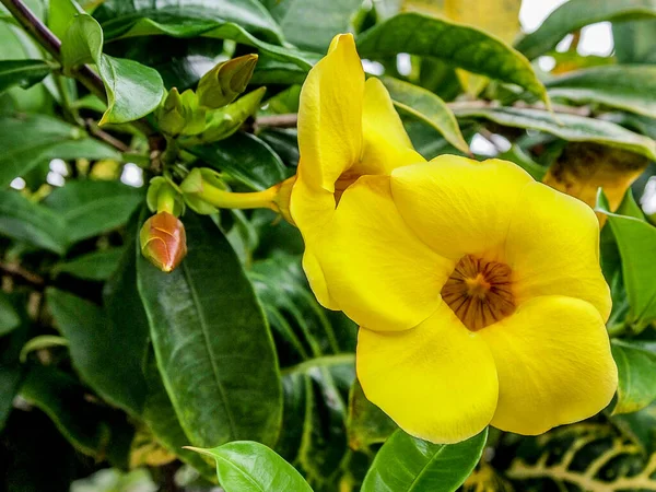 Front Close Yellow Flower Wilkens Bitter Plant Allamanda Cathartica Another — стокове фото