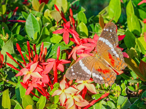 Vanessa atalanta kelebeği Ixora coccinea ya da pendkuli çiçeğinin üzerine tünemiş, yemyeşil yapraklar, küçük kırmızı çiçek kümeleri, bulanık arka plan, Meksika 'da güneşli bir gün.
