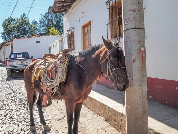 Horse in full cowboy gear tied to a concrete post, rustic street in an old traditional town, modern truck in the background, sunny day in a magical town in Mexico. Picturesque Mexican scene