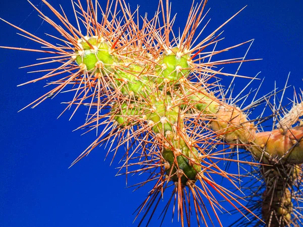 Nahaufnahme Des Warzenhofes Und Der Stacheln Eines Kaktus Vor Blauem — Stockfoto