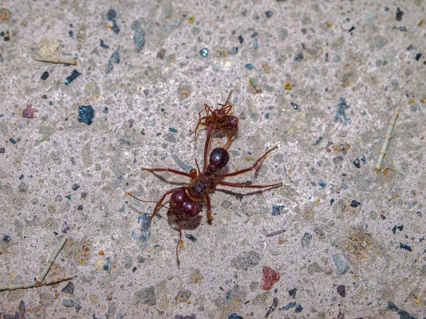 Big Red Ant Pavement Sidewalk Carrying Dead Insect Mexico Gray — Fotografia de Stock