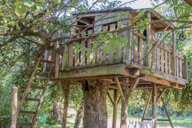 Wooden treehouse built on the trunk of a tree against green foliage in blurred background, ladder to climb, fence and cabin surrounded by branches and leaves of fruit trees, sunny summer day on a farm