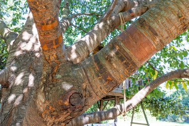 Close-up of a cherry tree trunk with scratched and peeling bark from extreme heat against green leaves in the background, sunny summer day. Heat wave and drought due to climate change hitting Europe