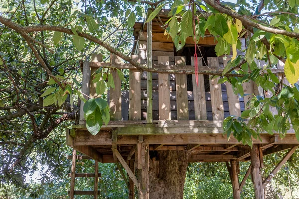 Branches Green Leaves Fruit Tree Wooden Tree House Built Tree — Stock Photo, Image