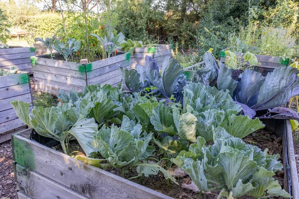 Backyard with wooden garden beds, cabbage plant with its huge leaves bitten by insects against tomato plants in background, sunny hot day. Concept of pest in bio, biological and natural cultivation