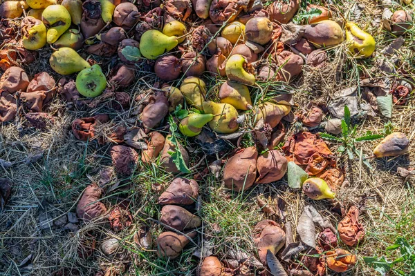 Pile Rotten Green Brown Pears Fallen Ground Dry Grass Hot — Zdjęcie stockowe