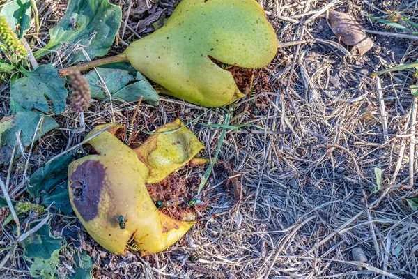 Rotten Pears Fallen Ground Insects Flies Wasps Eating Them Dry — Zdjęcie stockowe