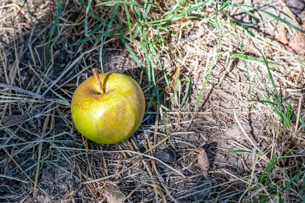 Green Apple Process Rotting Falls Ground Dry Grass Hot Sunny — Zdjęcie stockowe
