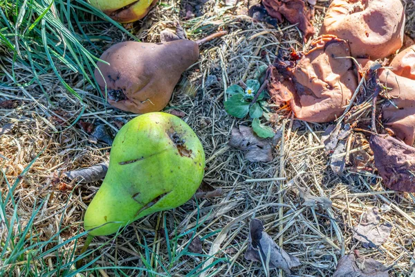 Green Pear Next Rotting Brown Pears Falls Ground Dry Grass — Zdjęcie stockowe
