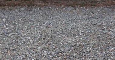 Legs of adult woman with brown leather sandals on her feet, walking on a stony path, stopping and walking again, nails painted red. Walking comfort concept