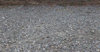 Female adult legs wearing elegant black high-heeled shoes on the feet, walking on a stony path, stopping to adjust the shoe, and awkwardly walking again. Concept of elegance in difficult times