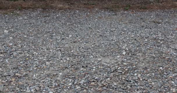 Adult Female Legs Shorts Leisurely Walking Stone Path Nature Reserve — Wideo stockowe