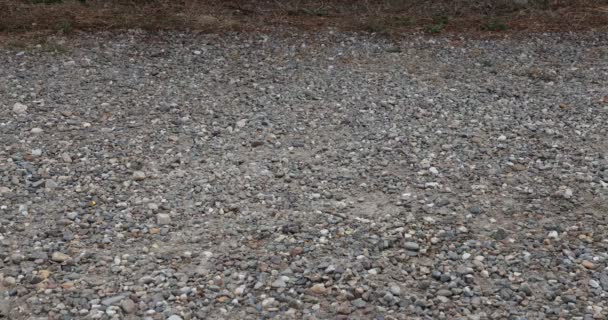 Female Legs Black Pants Calmly Walking Stone Path Nature Reserve — Vídeo de stock