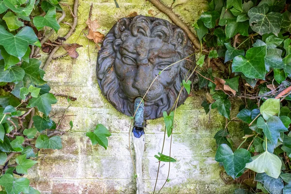 Wall with a bronze metal lion face spouting water into a pond, climbing plants with green foliage in a garden, wall with slightly moldy from moisture