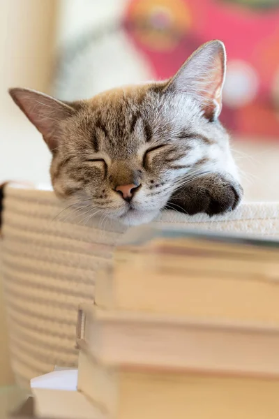 Adorable White Gray Cat Asleep Book Stack Cats Books Lynx — Stock Photo, Image
