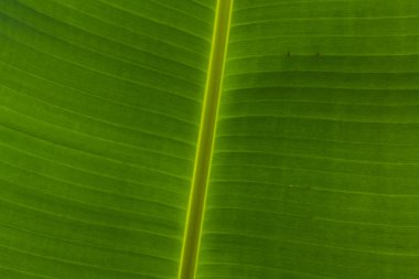 arka plan doku muz yaprağı