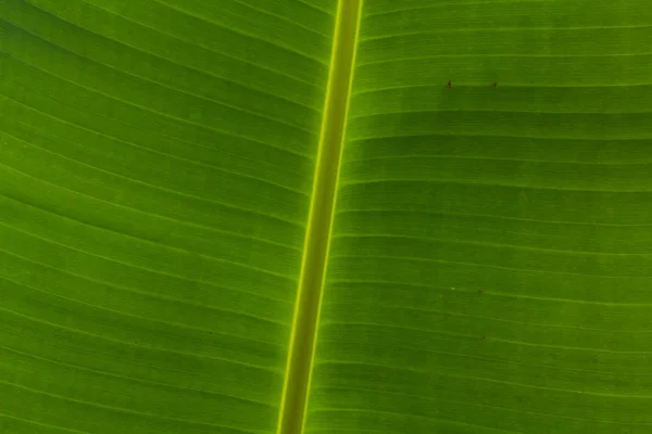 Textura de fondo de hoja de plátano — Foto de Stock