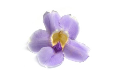 Menekşe çiçeği yalıtılmış