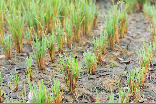 Mudas de arroz no campo — Fotografia de Stock