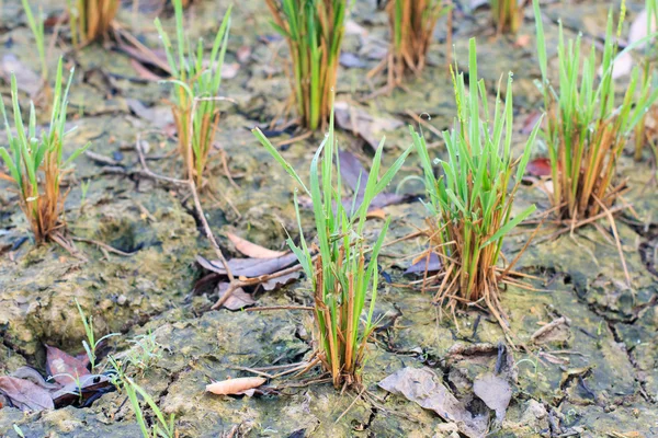 Semis de riz sur le terrain — Photo