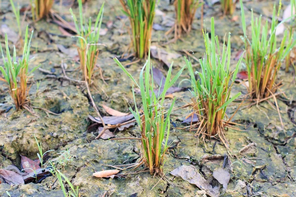 Mudas de arroz no campo — Fotografia de Stock