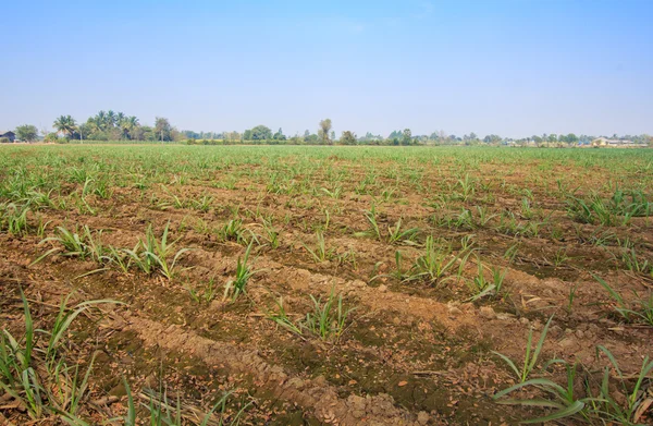 Suikerriet veld — Stockfoto