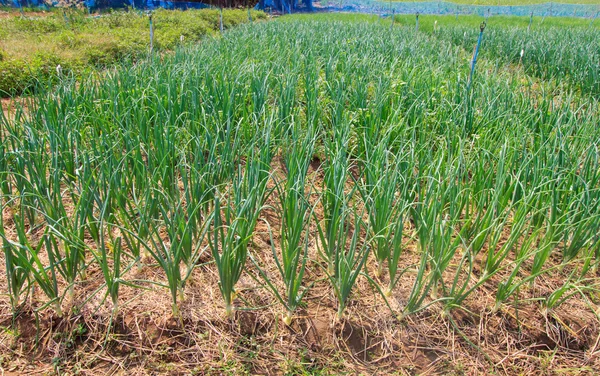 Sjalotten veld — Stockfoto