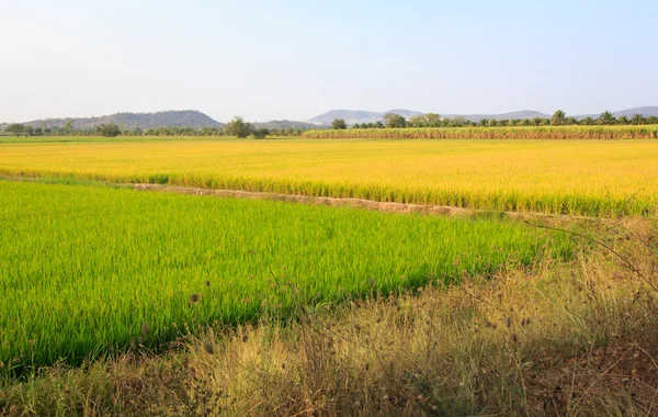 Campos de arroz — Fotografia de Stock