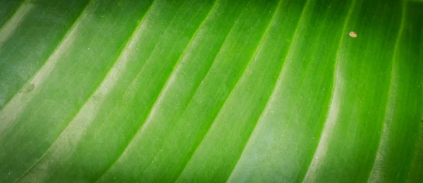 Primer plano de textura de hoja verde — Foto de Stock