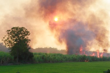 Yangın ve duman içinde paddy