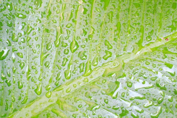 Hoja verde con gotas de agua — Foto de Stock