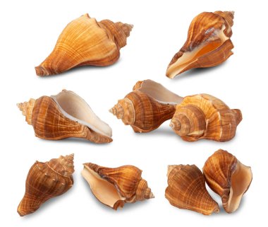 Deniz kabuğu koleksiyonu kırpma yolu olan beyaz arkaplanda izole edildi.