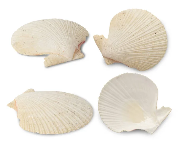 Коллекция Морских Раковин Изолирована Белом Фоне Вырезкой Дорожки — стоковое фото