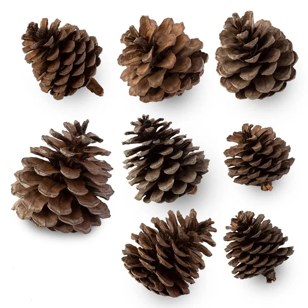 Pine Cones Isolated White Background Clipping Path — Stock Photo, Image